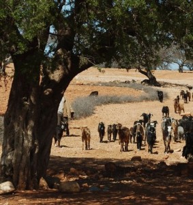 argan tree in morocco